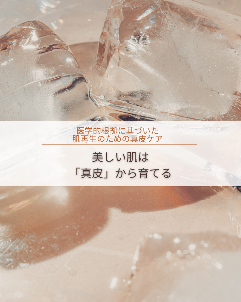 美しい肌は「真皮」から育てる